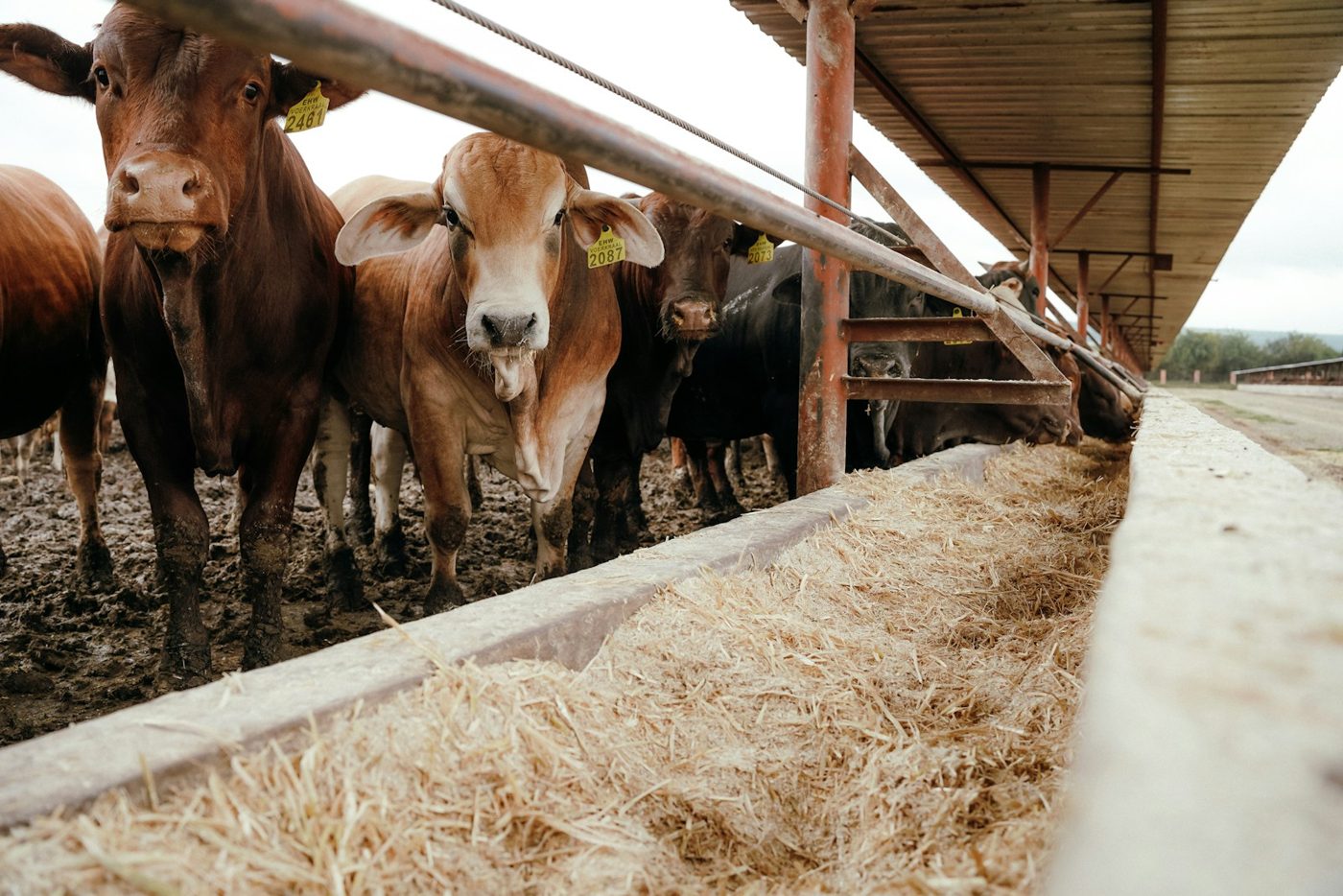 Beef cattle eating at a feedlot bunk