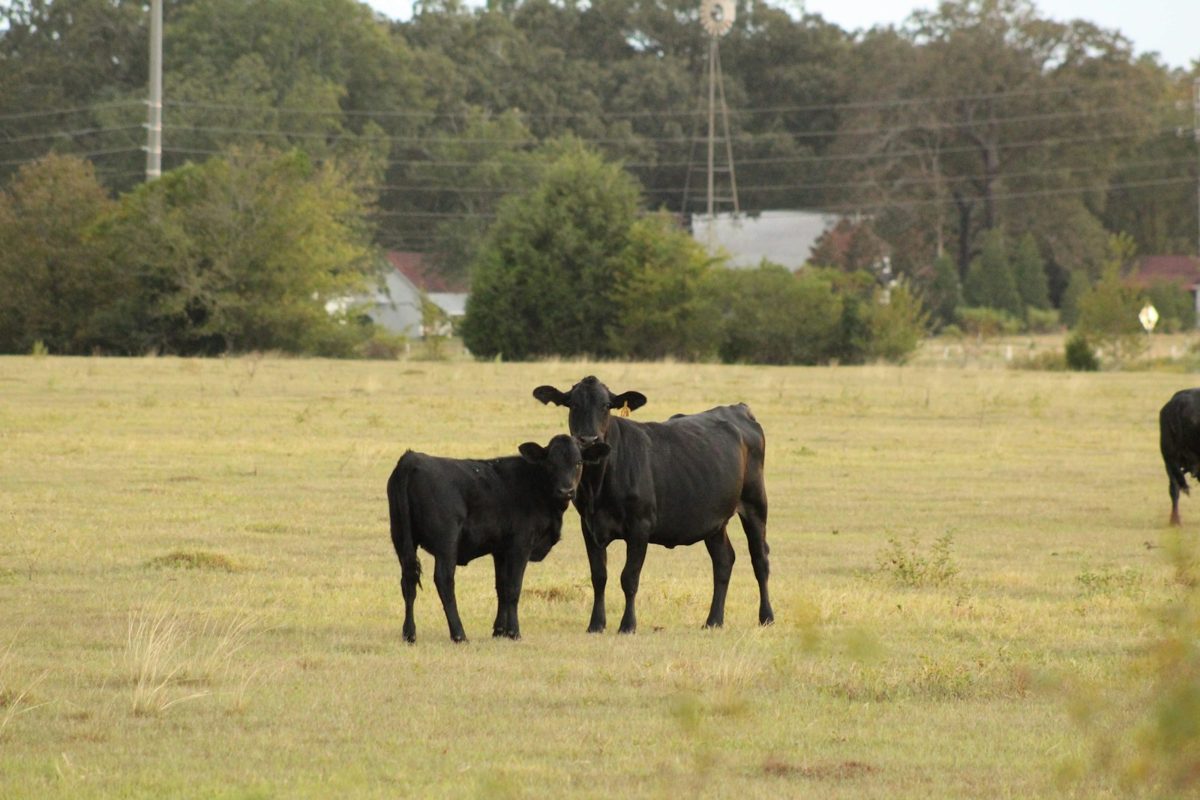 Black beef cattle standing on pasture
