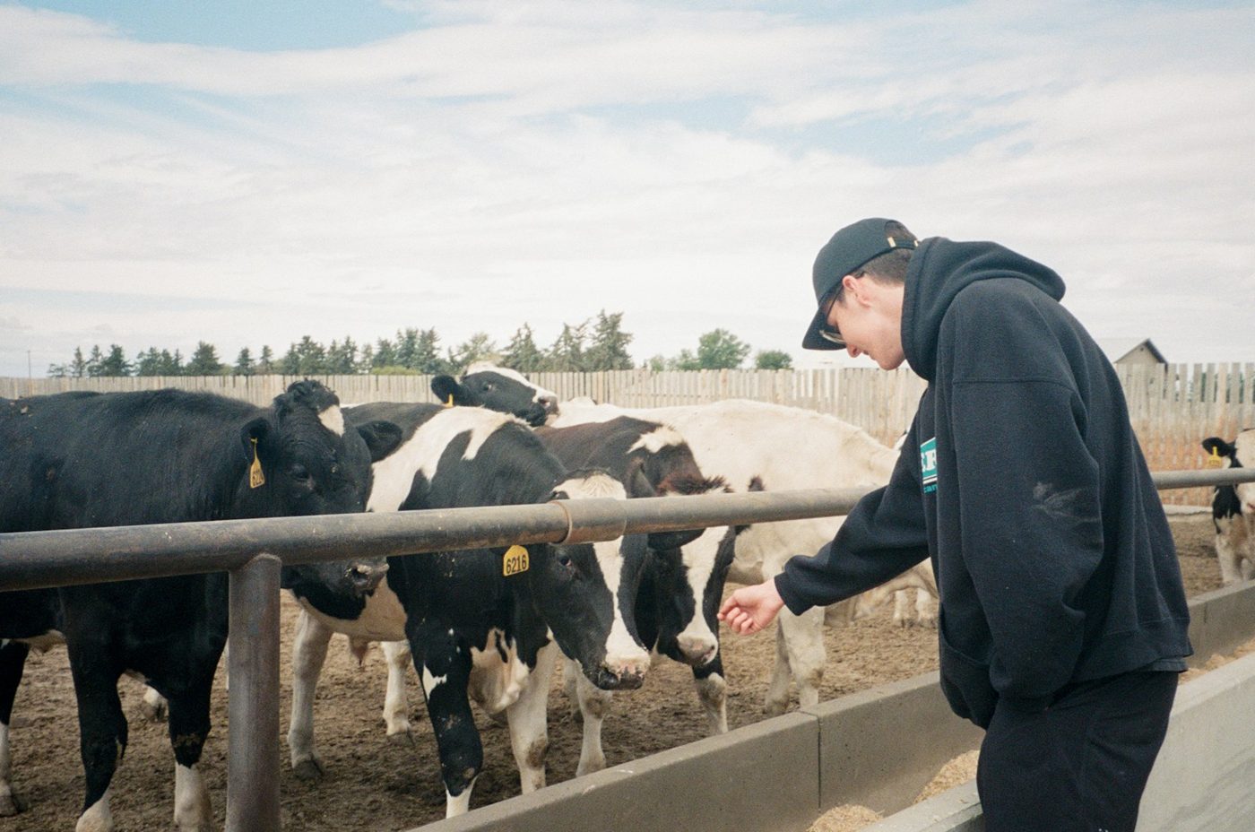 Holstein dairy cows at the feed bunk with a herdsman