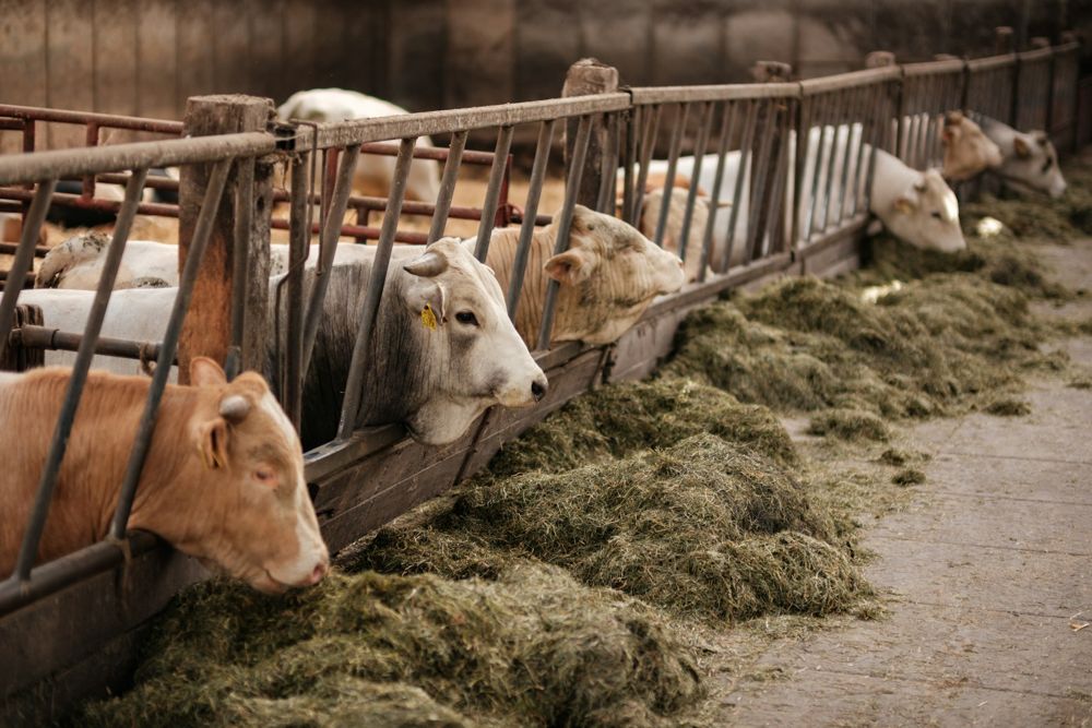 Cattle eating at the feed bunk