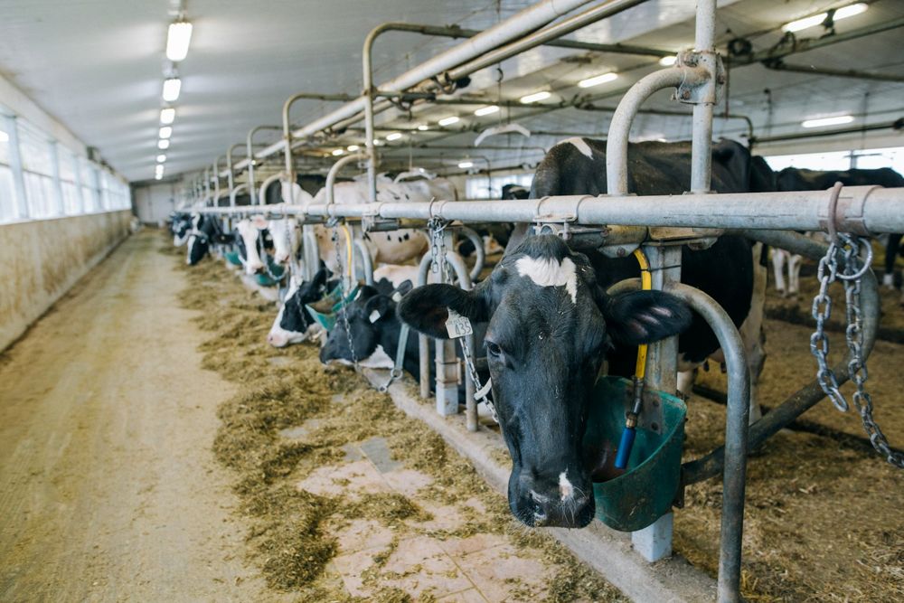 Holstein cows eating at the feed bunk in a freestall barn