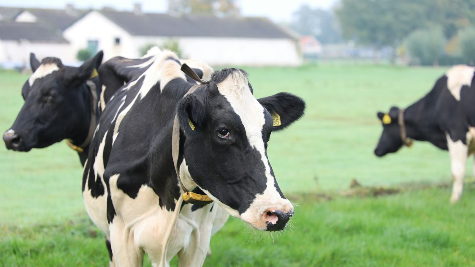 Holstein dairy cows on pasture
