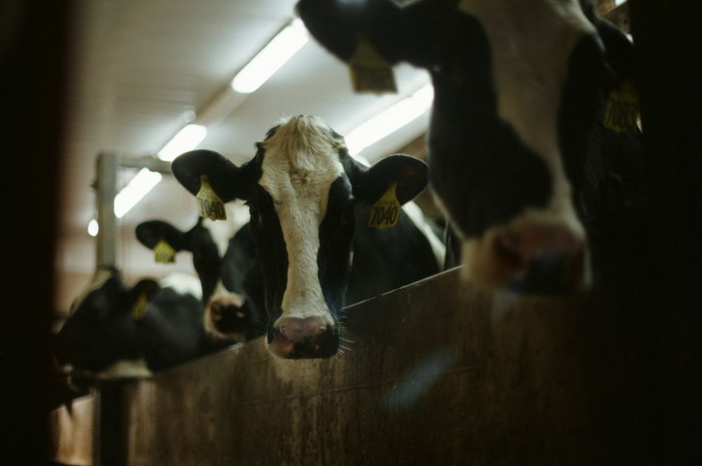 Holstein cows in a barn